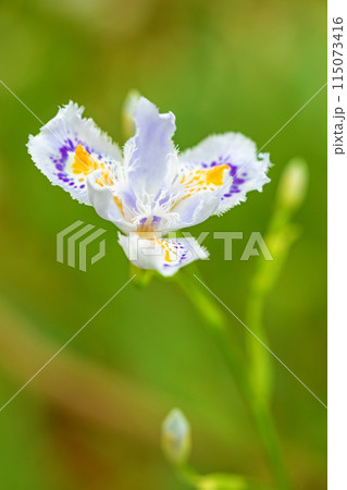 家の周りの草花 四季の色々 庭の木陰に紫の美しいシャガの花が咲きました 家の周りの草花 四季の色々 庭の木陰に紫の美しいシャガの花が咲きました 115073416