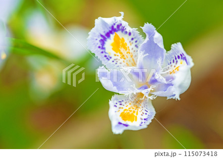 家の周りの草花 四季の色々 庭の木陰に紫の美しいシャガの花が咲きました 家の周りの草花 四季の色々 庭の木陰に紫の美しいシャガの花が咲きました 115073418