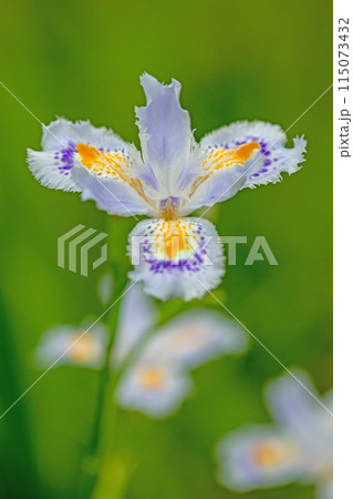 家の周りの草花　四季の色々　庭の木陰に紫の美しいシャガの花が咲きました 115073432