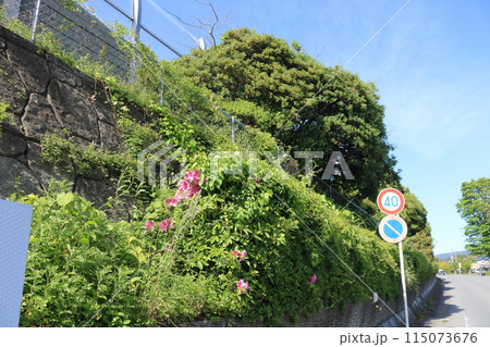 道路沿いに咲くツツジ 115073676