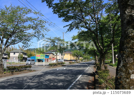 街路樹のある通り 115073689