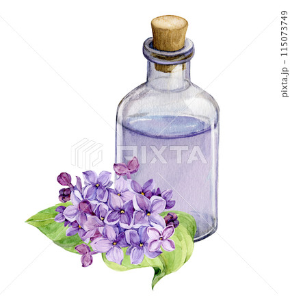 Fresh lilac flowers and a bottle of essential oil or infused water. Natural ingredient for cosmetics and perfumes. Aromatic hydrosol. Watercolor illustration with lilac syringa. Fresh lilac flowers and a bottle of essential oil or infused water. Natural ingredient for cosmetics and perfumes. Aromatic hydrosol. Watercolor illustration with lilac syringa. 115073749