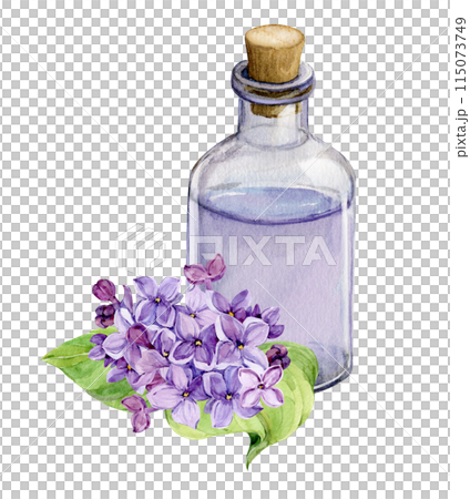 Fresh lilac flowers and a bottle of essential oil or infused water. Natural ingredient for cosmetics and perfumes. Aromatic hydrosol. Watercolor illustration with lilac syringa. Fresh lilac flowers and a bottle of essential oil or infused water. Natural ingredient for cosmetics and perfumes. Aromatic hydrosol. Watercolor illustration with lilac syringa. 115073749