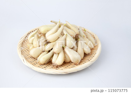 山盛りの生らっきょう 白背景 115073775