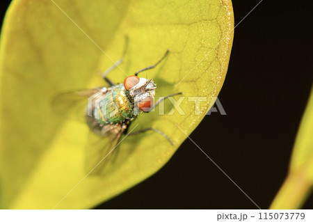 Common Green Bottle Fly Common Green Bottle Fly 115073779