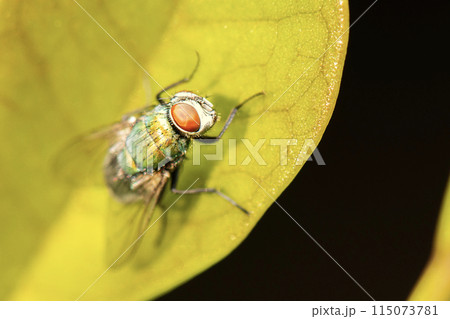 Common Green Bottle Fly 115073781