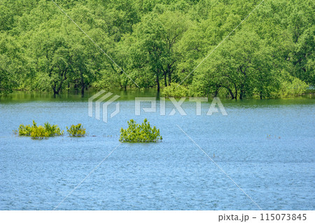 白川湖 青空と残雪と新緑の水没林 白川湖 青空と残雪と新緑の水没林 115073845