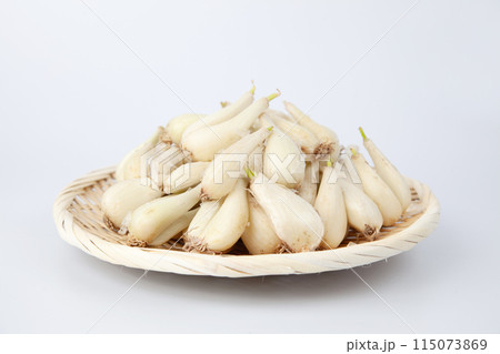 山盛りの生らっきょう 白背景 115073869