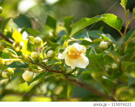 初夏の皇居東御苑に咲き始めたヒメシャラの花 初夏の皇居東御苑に咲き始めたヒメシャラの花 115074221