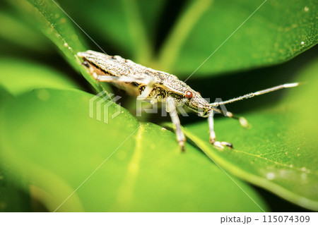 Shield Bug Shield Bug 115074309