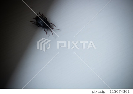 びっくりオモチャの走るゴキブリくん 115074361