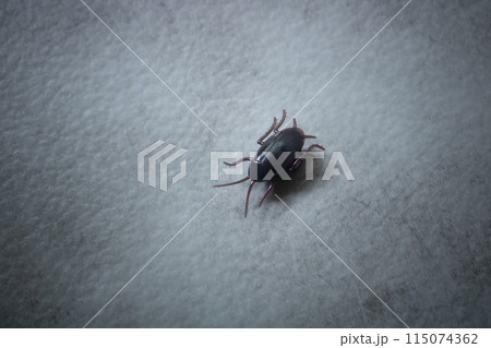 びっくりオモチャの走るゴキブリくん びっくりオモチャの走るゴキブリくん 115074362
