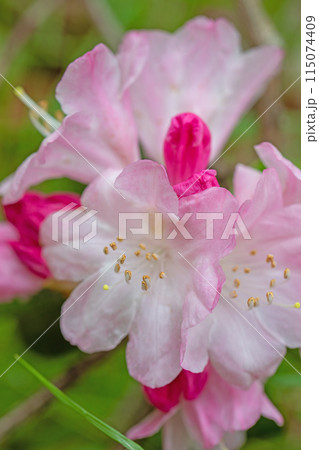 公園のシャクナゲ園の木々を美しいピンクの花が彩りましたの木々を美しいピンクの花が彩りました 115074409