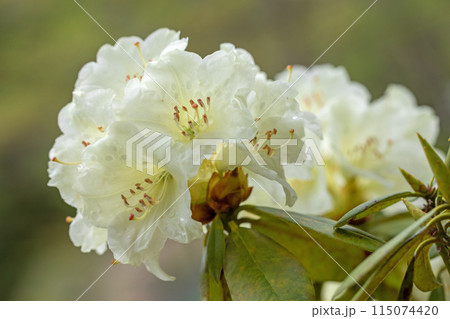 家の周りの草花　四季の色々　公園のシャクナゲ園の木々を美しい白い清楚な花が彩りました 115074420
