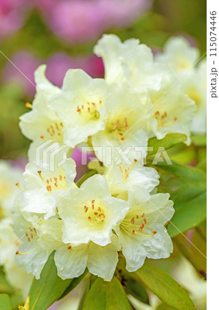 家の周りの草花 四季の色々 公園のシャクナゲ園の木々を美しい白い清楚な花が彩りました 家の周りの草花 四季の色々 公園のシャクナゲ園の木々を美しい白い清楚な花が彩りました 115074446