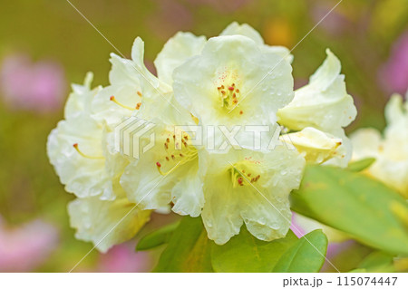 家の周りの草花 四季の色々 公園のシャクナゲ園の木々を美しい白い清楚な花が彩りました 家の周りの草花 四季の色々 公園のシャクナゲ園の木々を美しい白い清楚な花が彩りました 115074447