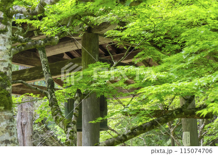 京都　槇尾山西明寺　青もみじと鐘楼 115074706