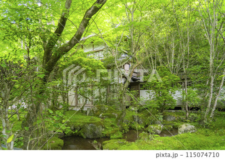 京都　槇尾山西明寺　客殿裏　趣のある苔庭 115074710