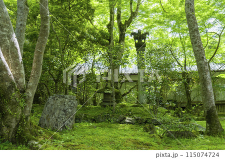 京都 槇尾山西明寺 客殿裏 趣のある苔庭 京都 槇尾山西明寺 客殿裏 趣のある苔庭 115074724