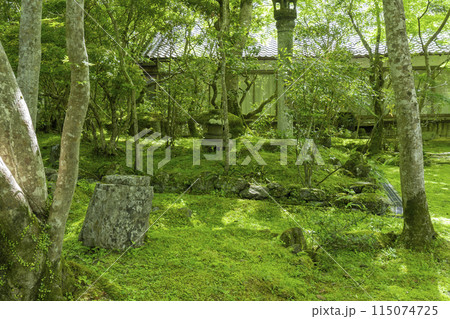 京都　槇尾山西明寺　客殿裏　趣のある苔庭 115074725