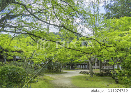 京都　槇尾山西明寺　青もみじと苔が美しい境内 115074729
