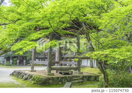 京都　槇尾山西明寺　青もみじに包まれた鐘楼 115074730