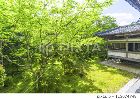 新緑の京都　槇尾山西明寺　美しい苔庭 115074749