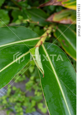 雨で濡れた月桃の葉 雨で濡れた月桃の葉 115074911