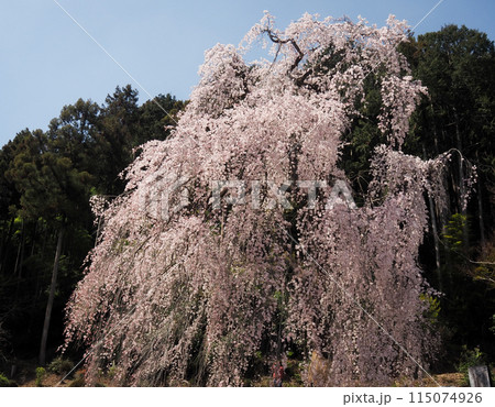 青梅市の梅岩寺の枝垂れ桜 青梅市の梅岩寺の枝垂れ桜 115074926