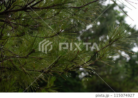 雨の水滴が残るリュウキュウマツ 115074927