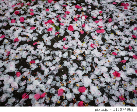 雨の桜の花びら 115074968