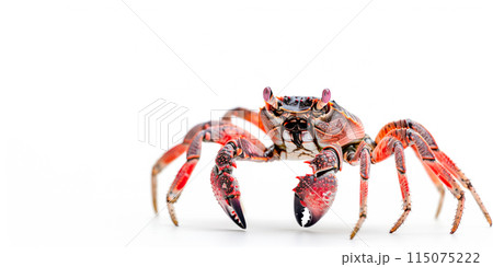 Red Rock Crab isolated on white background 115075222