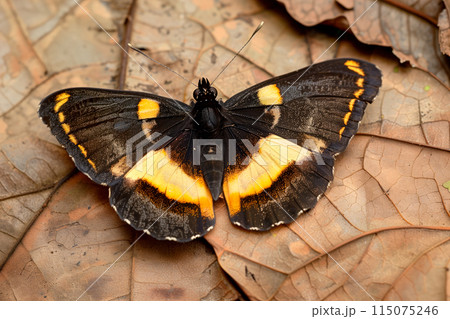 Beautiful black, yellow and orange butterfly rests among the foliage of a garden 115075246