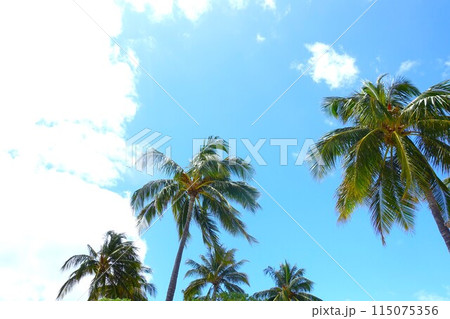 ハワイの空に向かって伸びるヤシの木 115075356