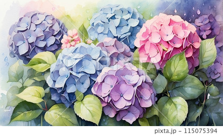 水彩で描いた紫陽花 115075394
