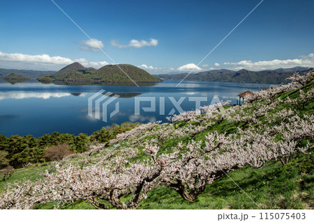 壮瞥公園の梅園 115075403