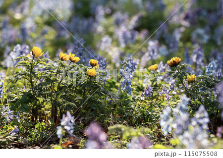 山野草の森 山野草の森 115075508