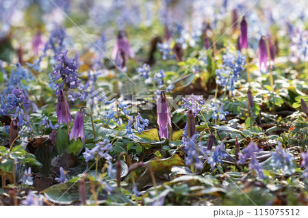 山野草の森 山野草の森 115075512