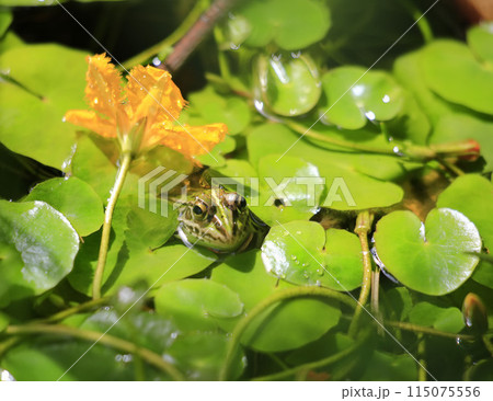 黄色い花のハナジュンサイの葉の間から顔を覗かせていたトノサマガエル 115075556