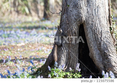 花畑の中のエゾリス 115075586