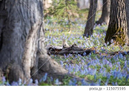 花畑の中のエゾリス 115075595