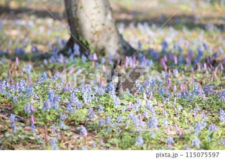 花畑の中のエゾリス 花畑の中のエゾリス 115075597