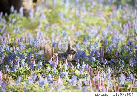 花畑の中のエゾリス 115075604