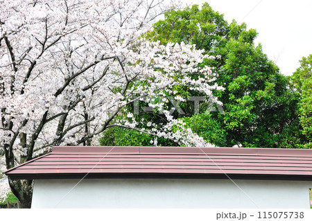 堀尾跡公園の桜 115075738