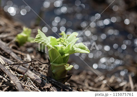 春を告げるフキノトウ 115075761