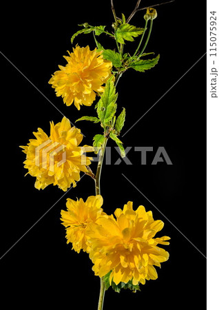 Blooming kerria japonica flowers on a black background 115075924