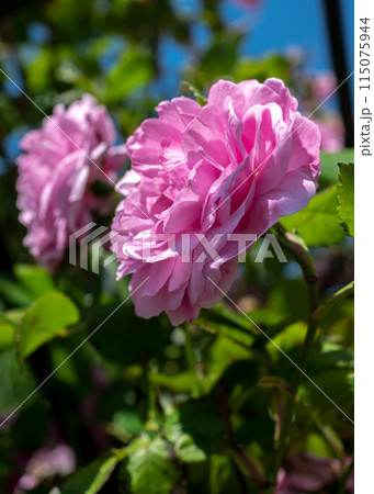 Blooming pink rose on a green leaves background 115075944