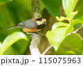 ヤマガラさん 115075963