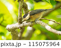 ヤマガラさんの幼鳥 115075964