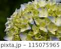白い紫陽花 115075965